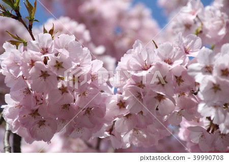 櫻花 櫻花 39990708