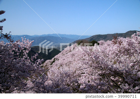 櫻花 櫻花 39990711
