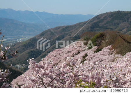 Cherry blossoms Cherry blossoms 39990713