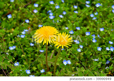 Dandelion flower Dandelion flower 39990949
