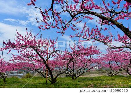 Peach blossoms Peach blossoms 39990950