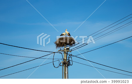 A pair of storks nests on power pole (4) 39991023