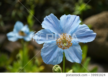 藍色鴉片在箱根濕花園裡 藍色鴉片在箱根濕花園裡 39991024