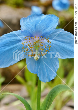 藍色鴉片的垂直的構成 39991033