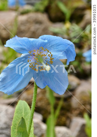 藍罌粟 39991035