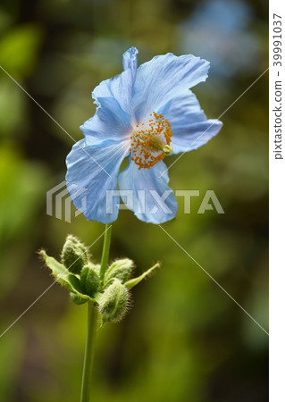 藍色罌粟和背部模糊 39991037