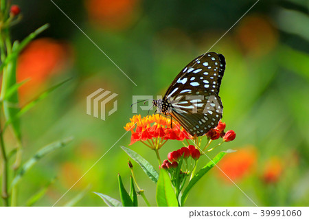 花藥,台中,生物,昆靈,鳳尾魚,藍斑蝴蝶,安喬,少女 花藥,台中,生物,昆靈,鳳尾魚,藍斑蝴蝶,安喬,少女 39991060
