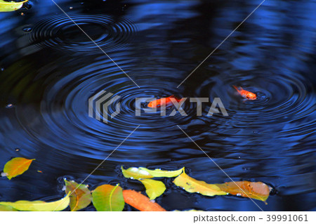 魚，鯛魚，魚缸，鮭魚，台中，中間悲傷，水池，水波 39991061