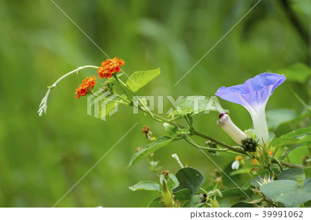 花,藝ish花,絲瓜,藝ish花環 花,藝ish花,絲瓜,藝ish花環 39991062