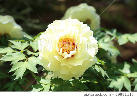 按鈕花 39991115