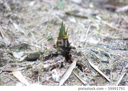 春天的竹筍從地裡出來 春天的竹筍從地裡出來 39991791