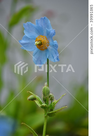 垂直構成藍色罌粟 39991865