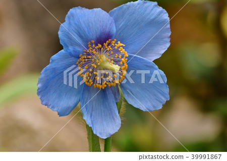 藍色鴉片在箱根濕花園裡 39991867