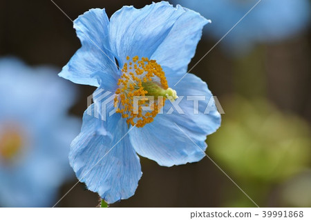 藍色罌粟和背部模糊 39991868
