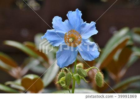 藍色鴉片在箱根濕花園裡 39991869