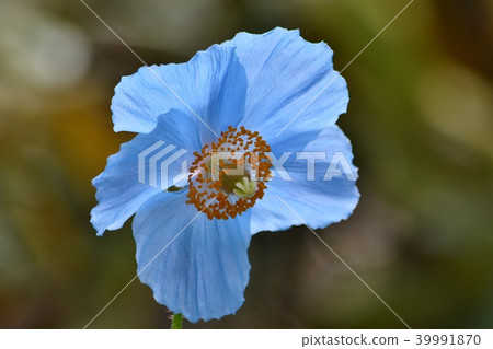 藍罌粟 39991870