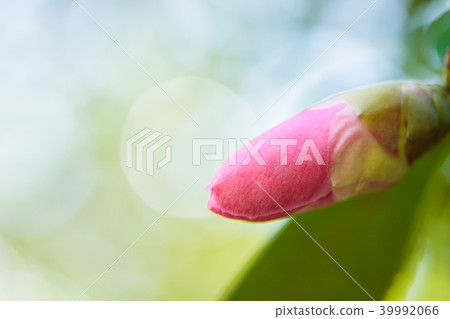 山茶花和鮭魚 山茶花和鮭魚 39992066