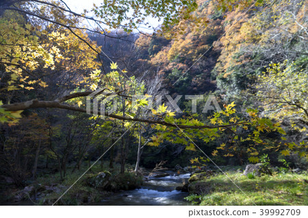 Aratsuki Gorge Koshtsu,石川縣的秋葉 Aratsuki Gorge Koshtsu,石川縣的秋葉 39992709