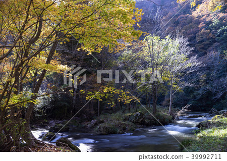 Aratsuki Gorge Koshtsu，石川縣的秋葉 39992711