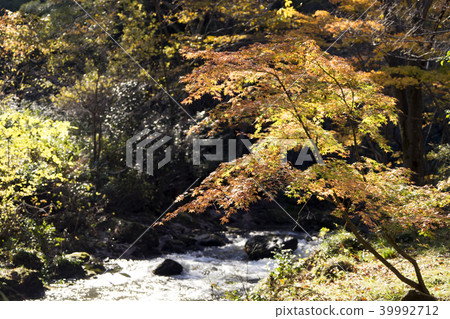 Aratsuki Gorge Koshtsu，石川縣的秋葉 39992712