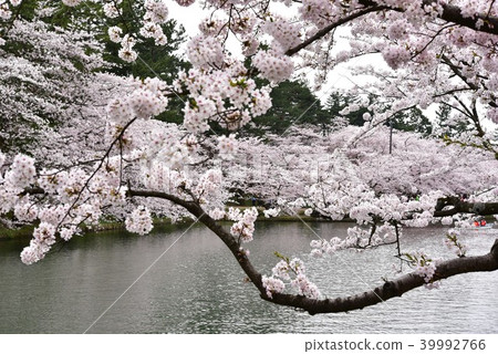 櫻花在水面上 櫻花在水面上 39992766