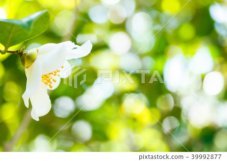 Tsubaki · Butterfly Tsubaki · Butterfly 39992877