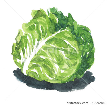 vegetables, vegetable, watercolour 39992880