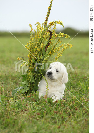 Nice golden retriever puppy Nice golden retriever puppy 39993093