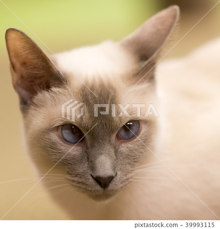 貓的故事 貓的故事 39993115