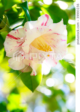 茶花,老金錦 茶花,老金錦 39993156