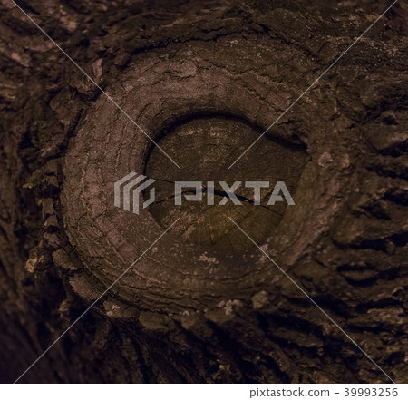 The bark of a tree is shot close-up in a night par 39993256