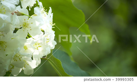 油桐花 油桐花 39993305