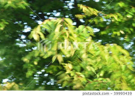 Green Green 39993439