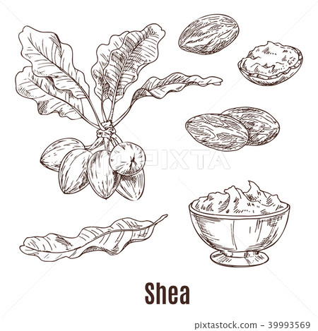 Sketches of shea nuts and butter in bowl or cup 39993569
