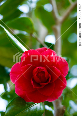 With camellia and red corner star 39993702