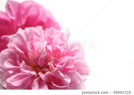Damask rose 39993720