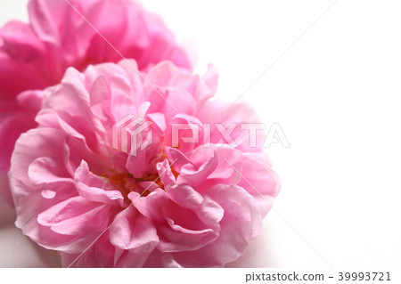 大馬士革玫瑰 大馬士革玫瑰 39993721