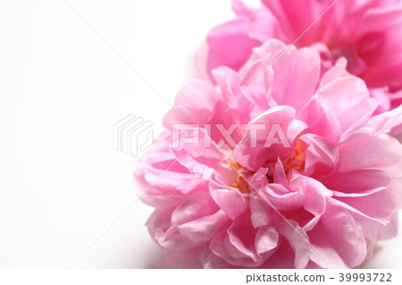 Damask rose 39993722