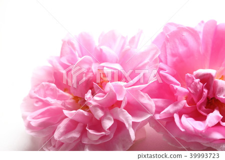 Damask rose Damask rose 39993723