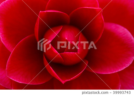 Camellia, Akakunokura 39993743