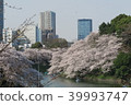 Chidorigafuchi和櫻花盛開 39993747