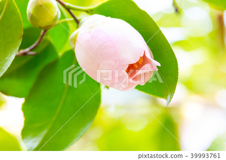 Camellia - Akebono Camellia - Akebono 39993761