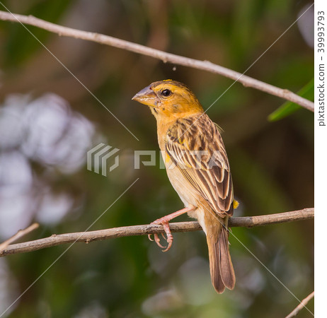 Weaver Bird is a bird eating small grains. Weaver Bird is a bird eating small grains. 39993793