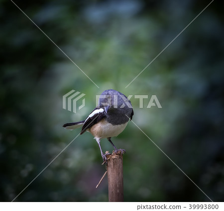 Oriental magpie robin ( Copsychus saularis ) 39993800