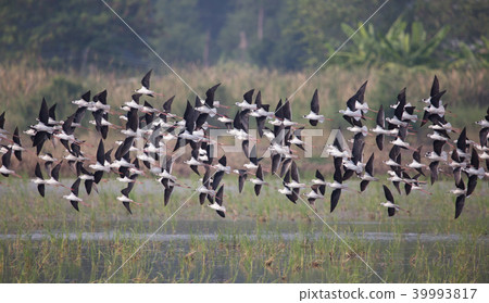Black-winged Stilt (Himantopus himantopus) Black-winged Stilt (Himantopus himantopus) 39993817