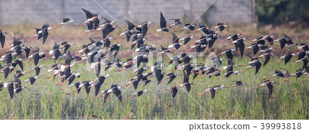 Black-winged Stilt (Himantopus himantopus) Black-winged Stilt (Himantopus himantopus) 39993818