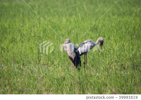Asian openbill (Anastomus oscitans) Asian openbill (Anastomus oscitans) 39993819