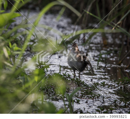 Baillon's Crake ( Porzana pusilla ) 39993821