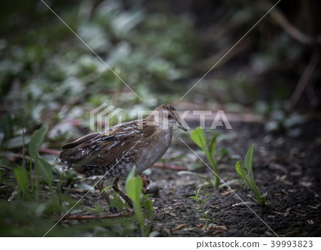 Baillon's Crake ( Porzana pusilla ) 39993823