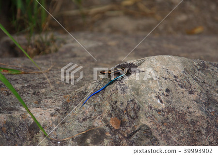 Higashi ni Hondo lizard Higashi ni Hondo lizard 39993902